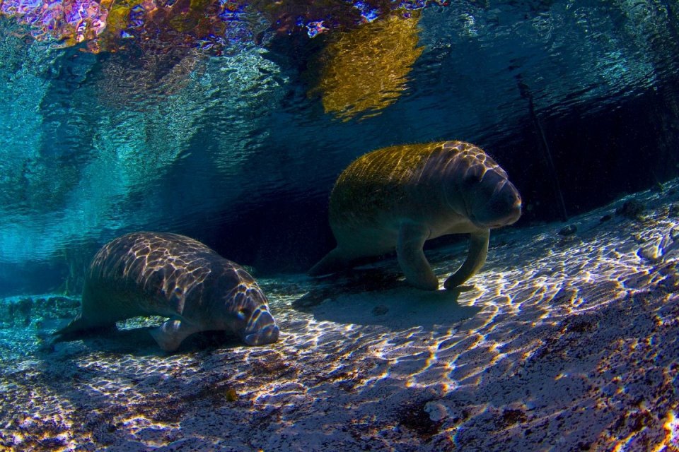Wandeltochten - zeekoeien in Jamaica CREDIT Getty Images