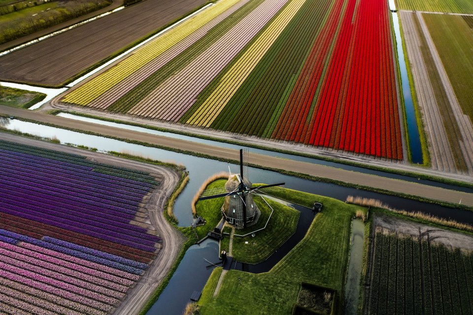 Tulpenvelden door David Schurink