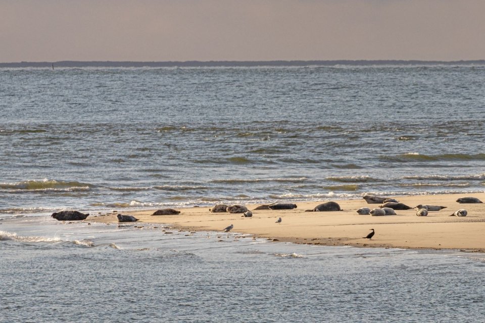 Borkum zandbank met grijze zeehonden CREDIT Getty Images