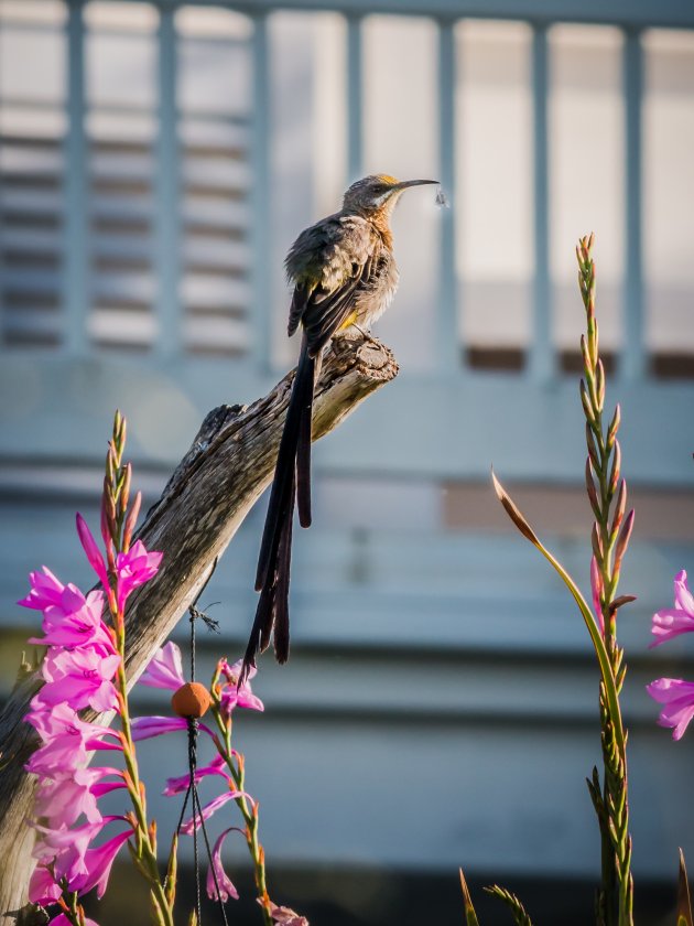 Kaapse Suikervogel