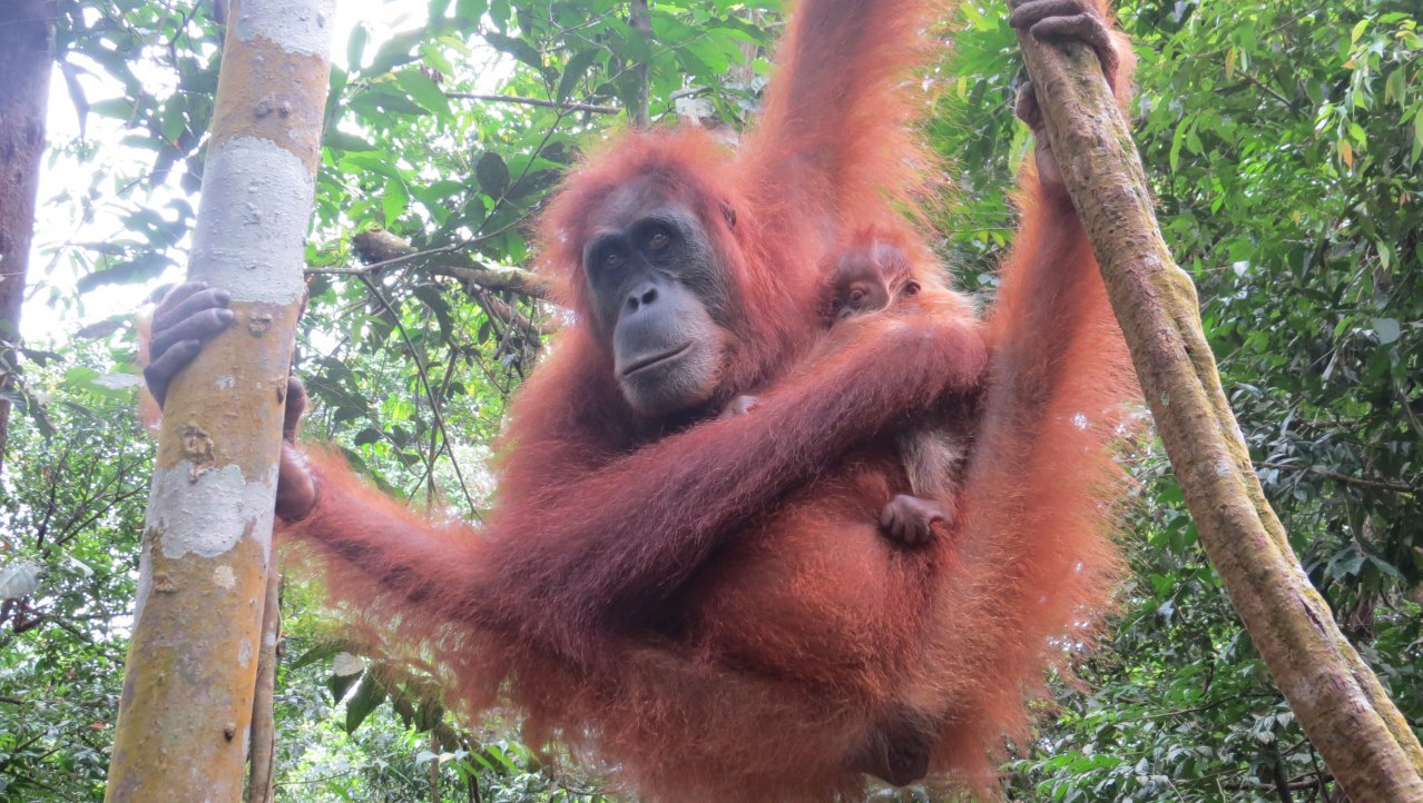 Orang-oetan met jong Gunung Leuser NP