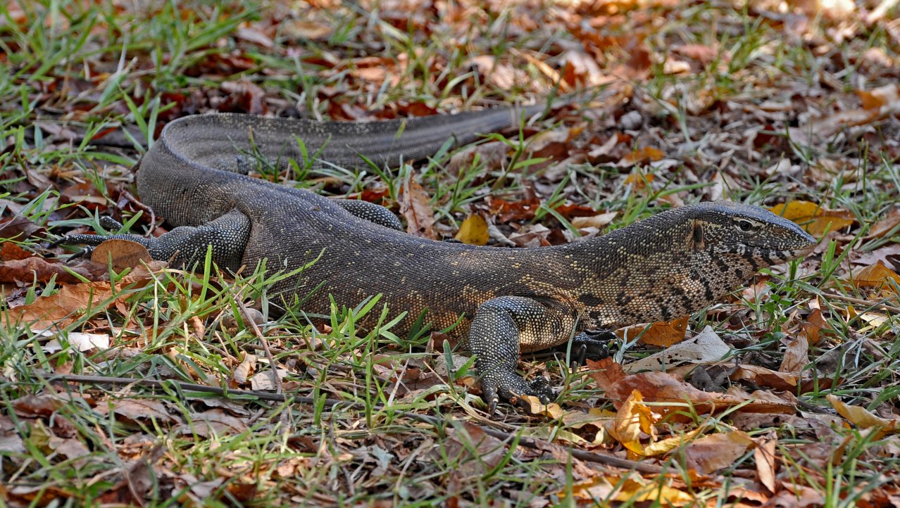 Monitor Lizard Lower Zambezi NP