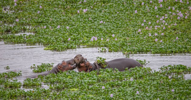 Liefde tussen de waterplanten