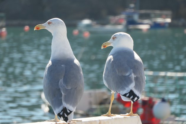 Op de uitkijk bij Albufeira haven!