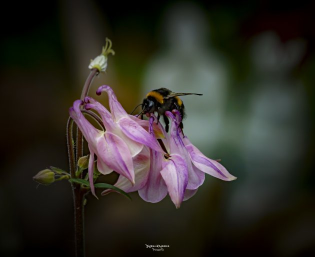 Wilde hommel op de akelei