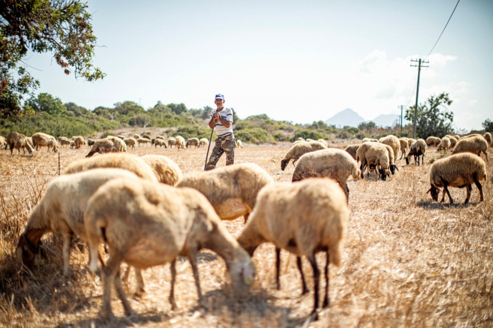Herder met zijn schapen in Noord-Cyprus. Foto: Manon van der Zwaal