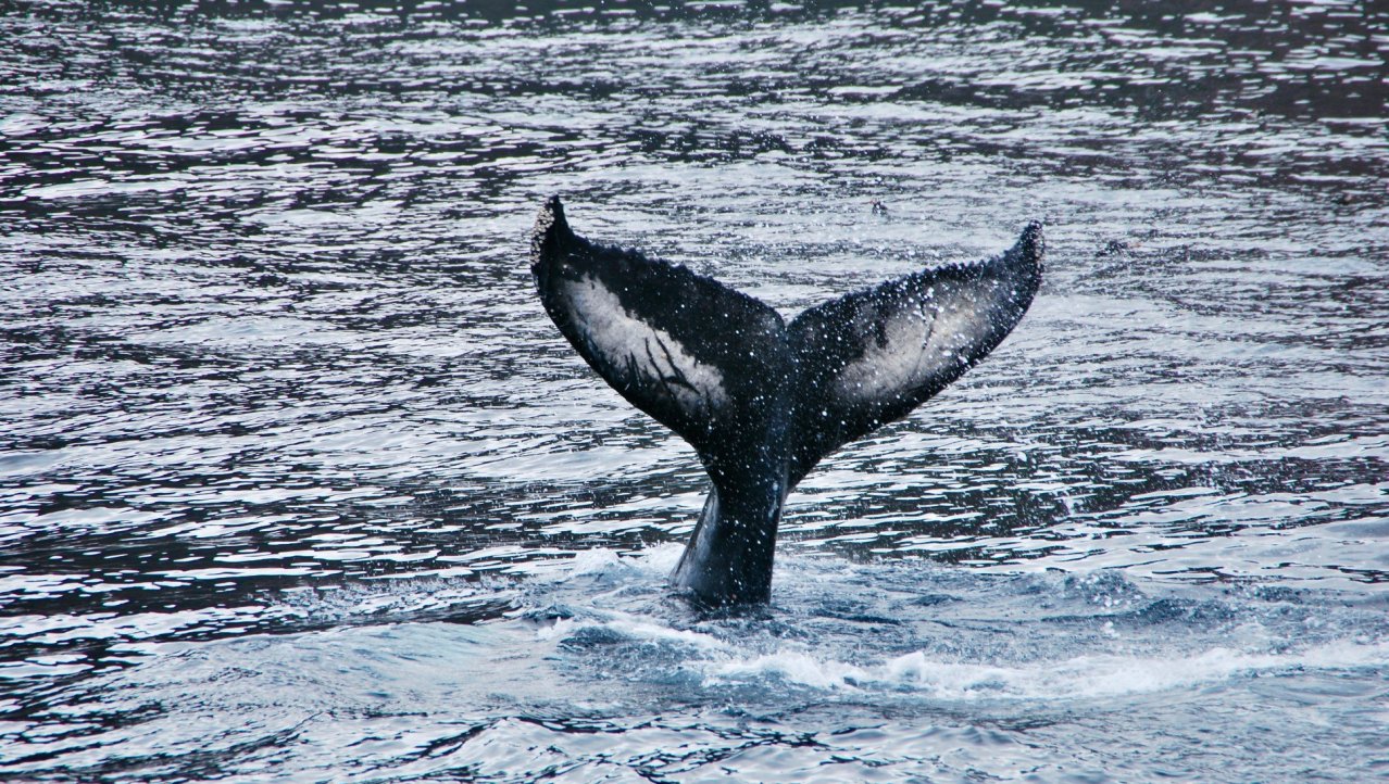Walvissen kijken op Newfoundland