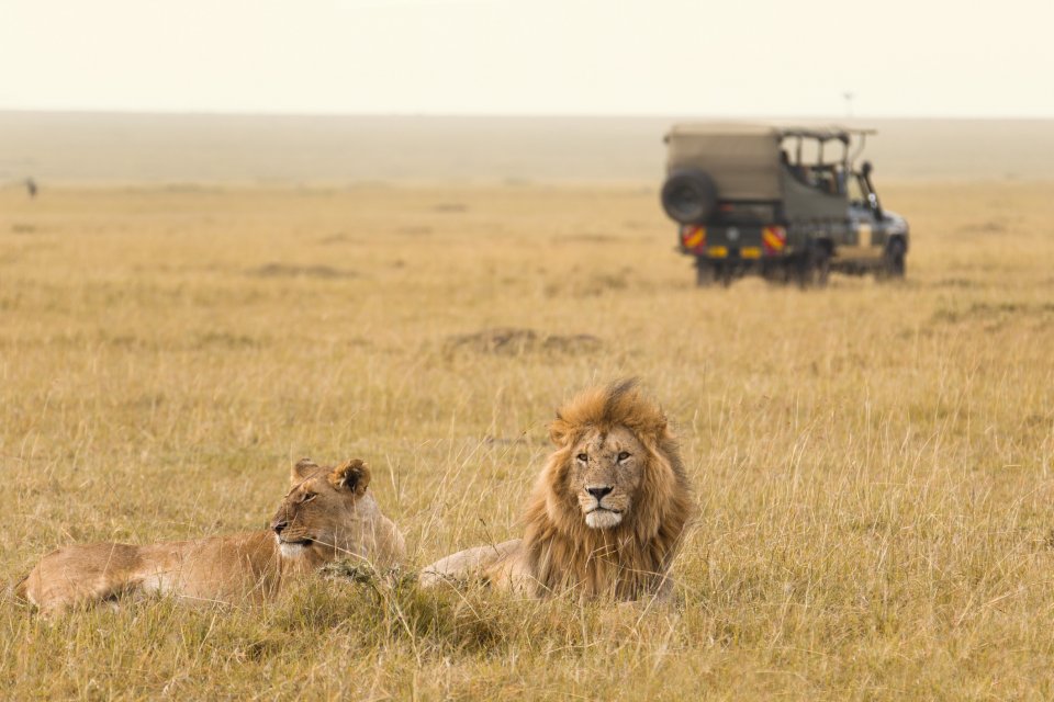 De Big Five spotten staat in 2023 bovenaan de bucketlist van veel reizigers. Foto: Getty Images