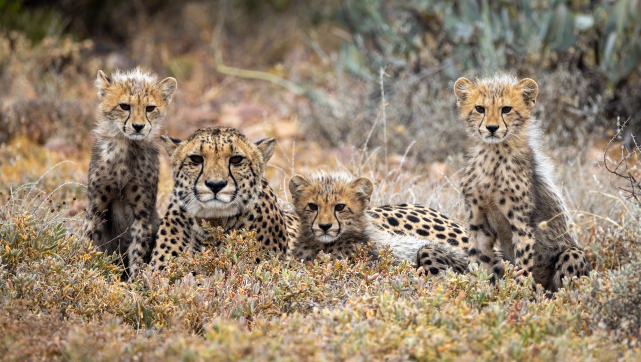 Cheetah familie
