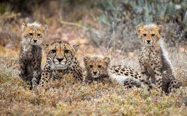 Cheetah familie