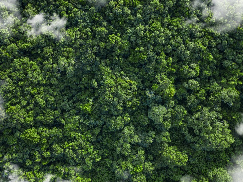 Om CO2 te compenseren worden er vaak nieuwe bossen geplant, maar is dat wel zo? Foto: Getty Images