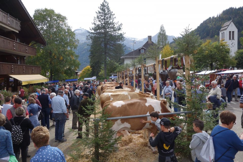 In het Simmental, Zwitserland ervaar je de Alpabfahrt. Foto: Switzerland Tourism / Dominik Baur 