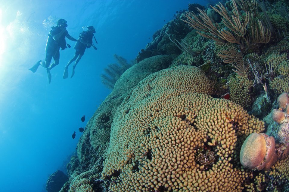 Zo draag je bij aan koraalherstel op Curacao.