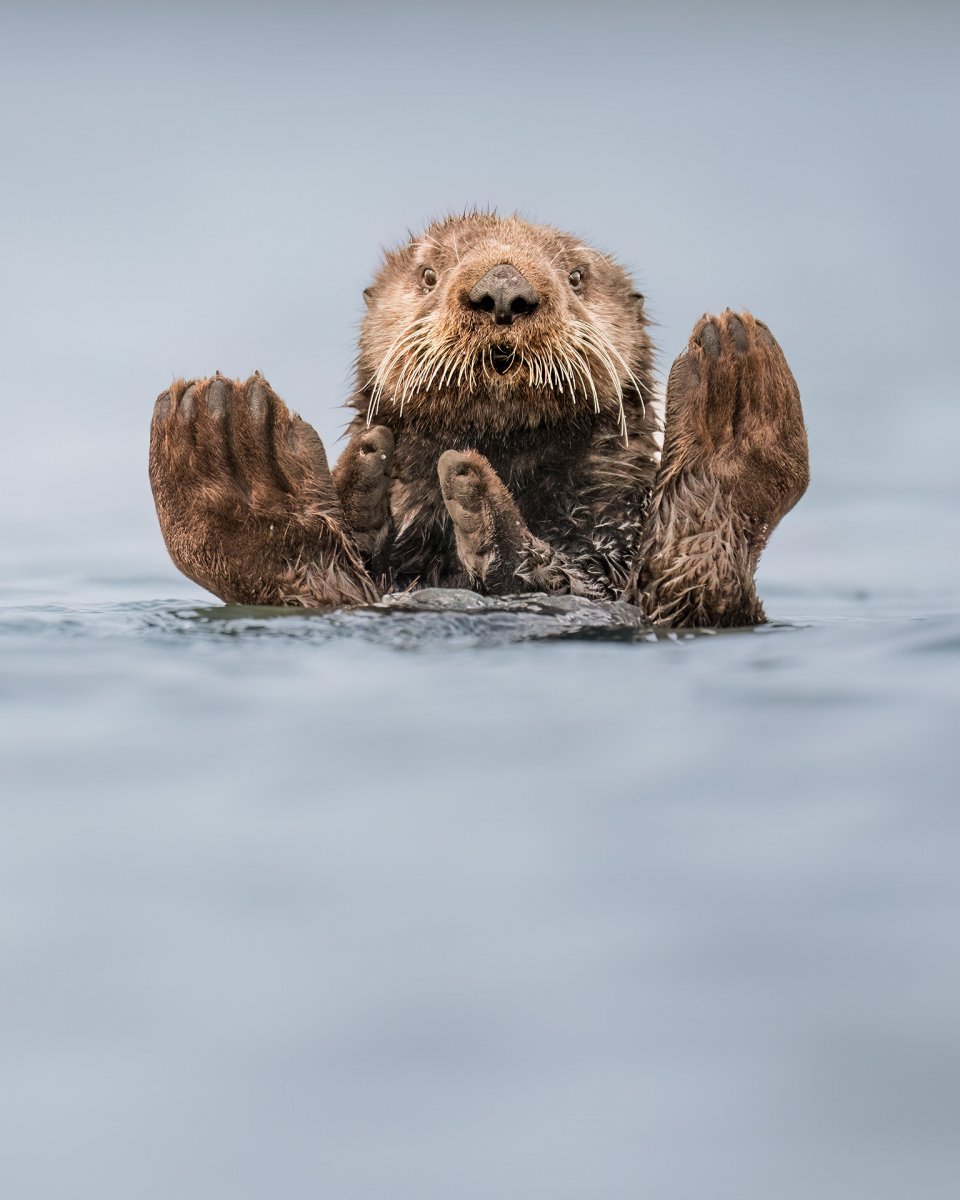 Comedy Wildlife Photography Awards 2024 finalist. © Charles Janson/ Nikon Comedy Wildlife Awards