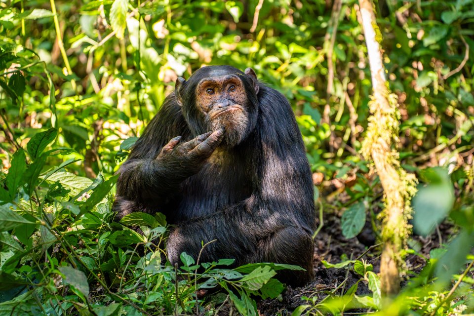 Comedy Wildlife Photography Awards 2024 finalist. © Arvind Mohandas/ Nikon Comedy Wildlife Awards