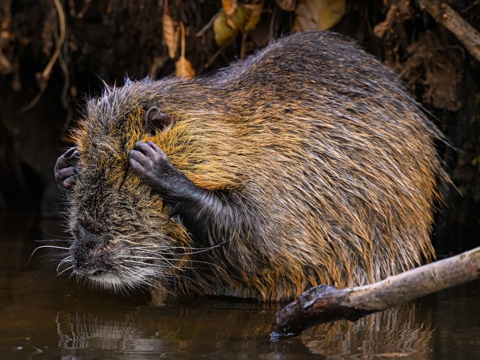 Comedy Wildlife Photography Awards 2024 finalist. © Christopher Arnold/ Nikon Comedy Wildlife Awards