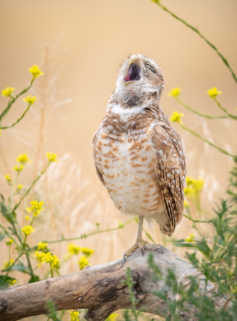 Comedy Wildlife Photography Awards 2024 finalist. © Fred Amico/ Nikon Comedy Wildlife Awards