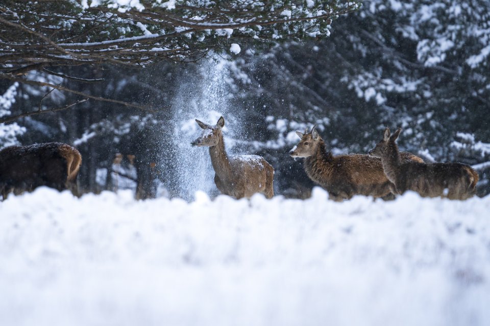 Comedy Wildlife Photography Awards 2024 finalist. © Corentin Revel/ Nikon Comedy Wildlife Awards