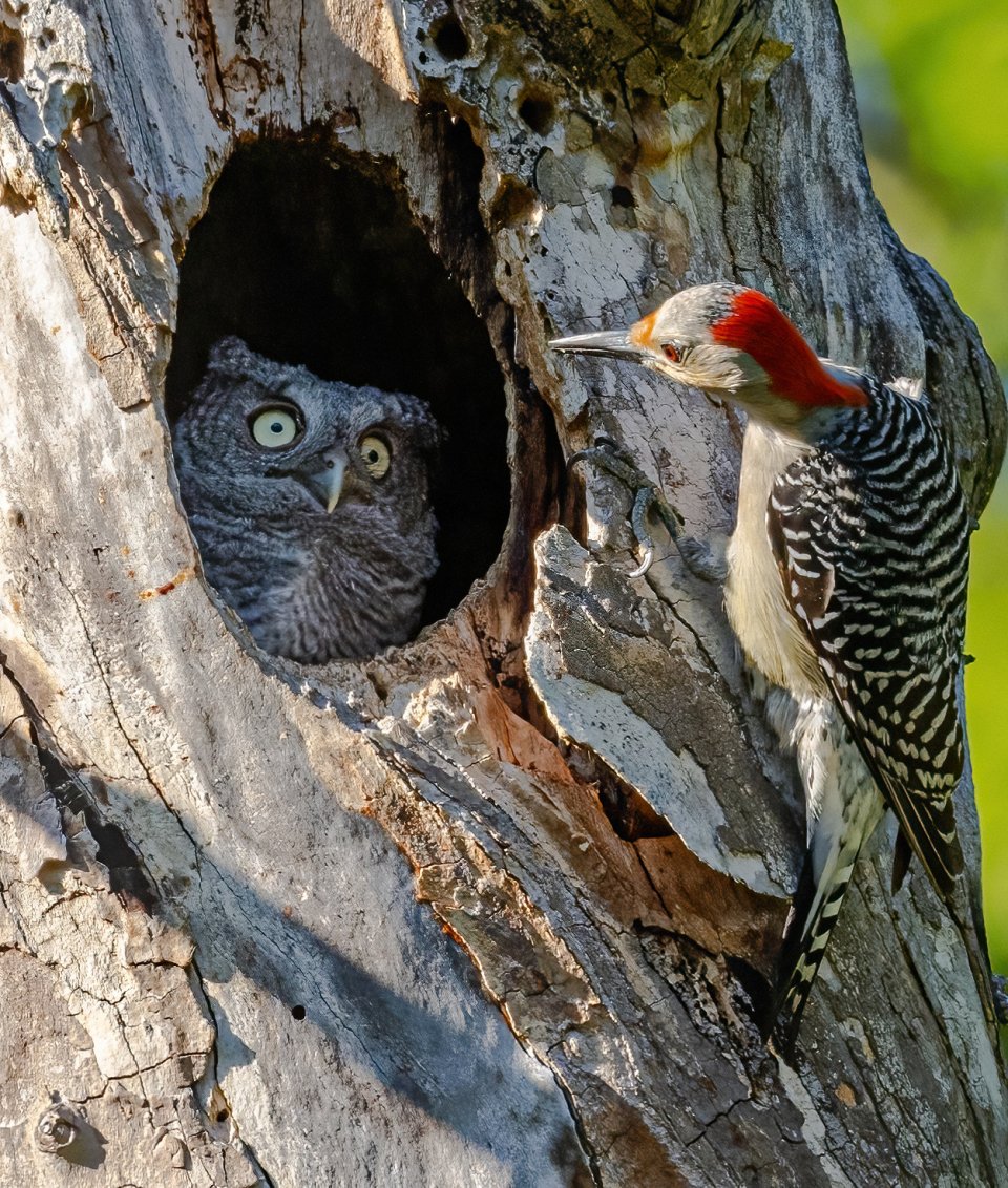 Comedy Wildlife Photography Awards 2024 finalist. © Randy Herman/ Nikon Comedy Wildlife Awards