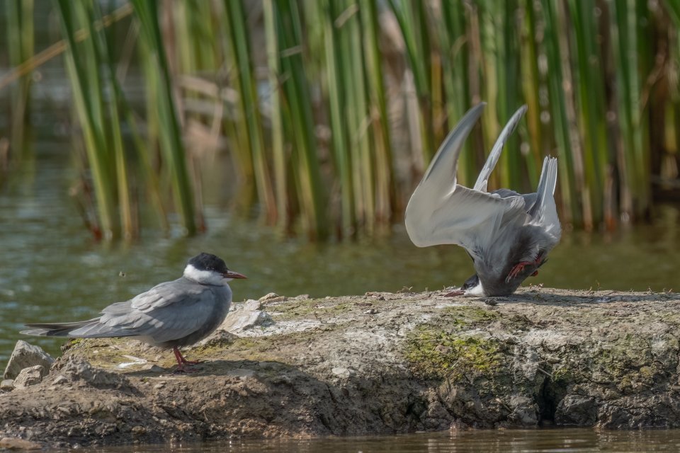 Comedy Wildlife Photography Awards 2024 finalist. © Damyan Petkov/ Nikon Comedy Wildlife Awards