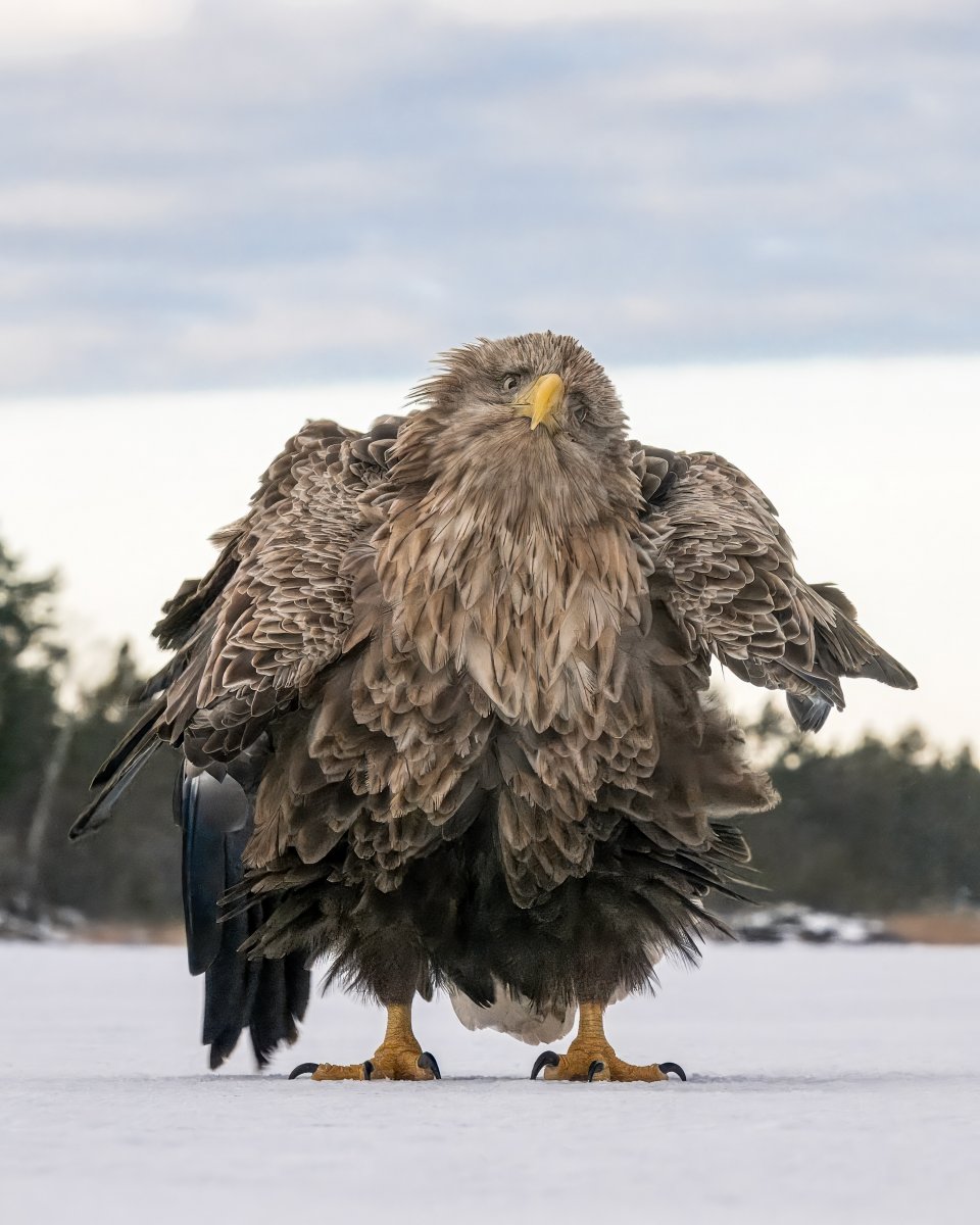 Comedy Wildlife Photography Awards 2024 finalist. © Tapani Linnanmäki/ Nikon Comedy Wildlife Awards