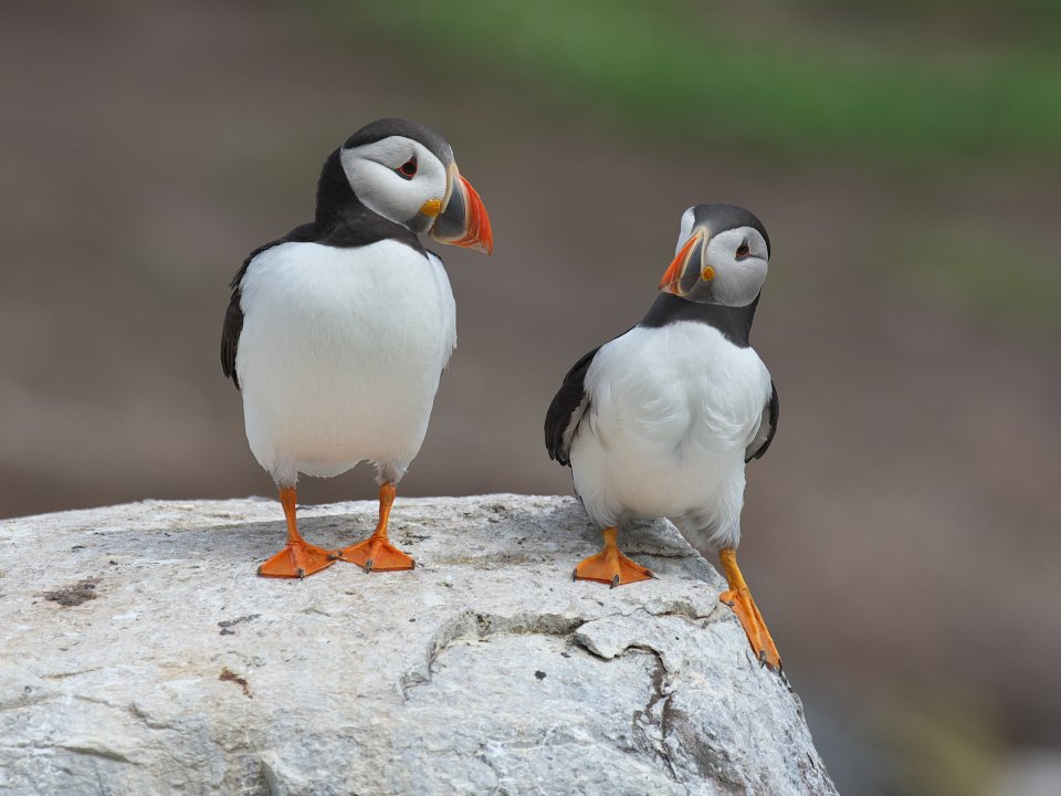 Comedy Wildlife Photography Awards 2024 finalist. © Jörn Clausen/ Nikon Comedy Wildlife Awards