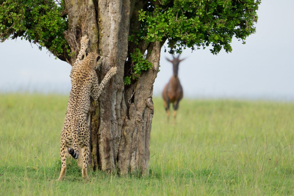 Comedy Wildlife Photography Awards 2024 finalist. © Leslie McLeod/ Nikon Comedy Wildlife Awards