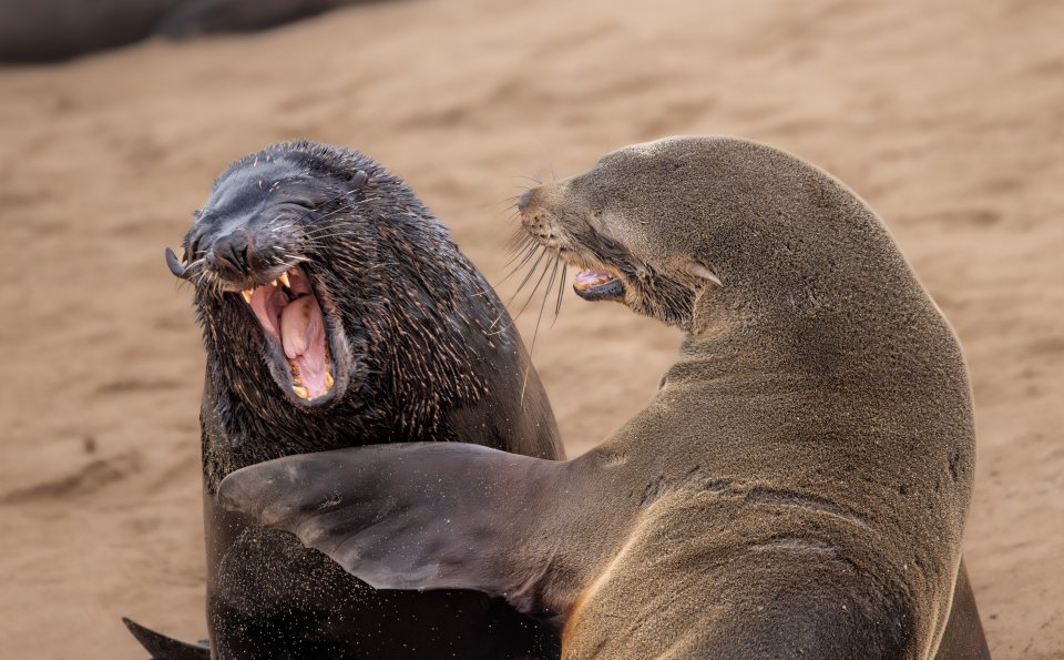 Comedy Wildlife Photography Awards 2024 finalist. © Marti Phillips/ Nikon Comedy Wildlife Awards