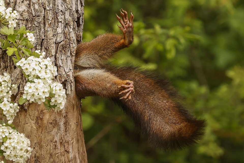 Comedy Wildlife Photography Awards 2024 finalist. © Milko Marchetti/ Nikon Comedy Wildlife Awards