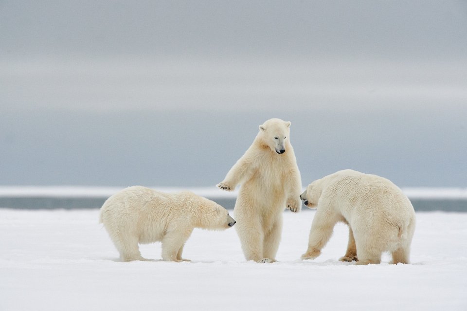 Comedy Wildlife Photography Awards 2024 finalist. © Philippe Ricordel/ Nikon Comedy Wildlife Awards