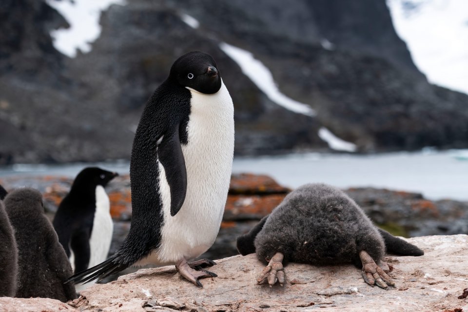 Comedy Wildlife Photography Awards 2024 finalist. © Zikri Teo/ Nikon Comedy Wildlife Awards