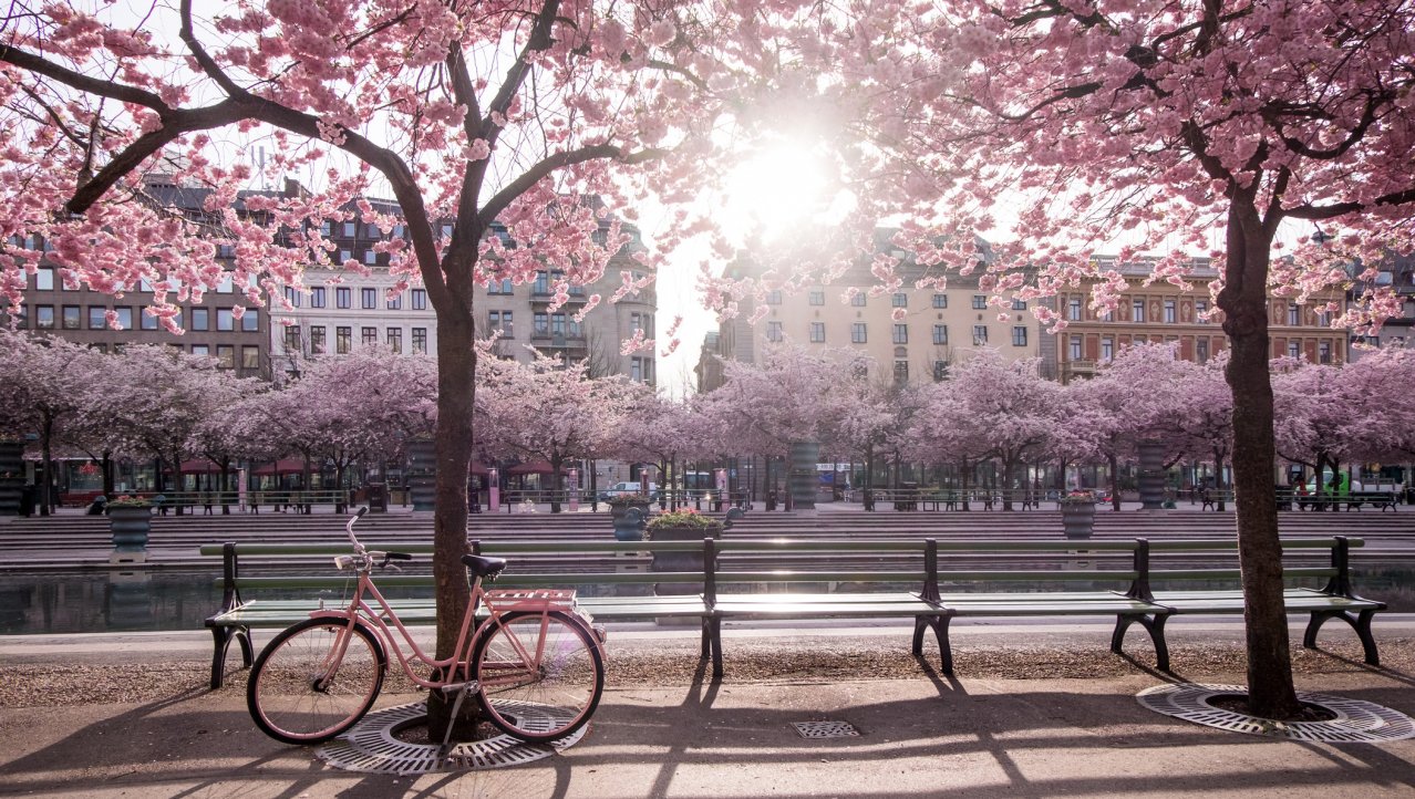 Stockholm hoofd Foto