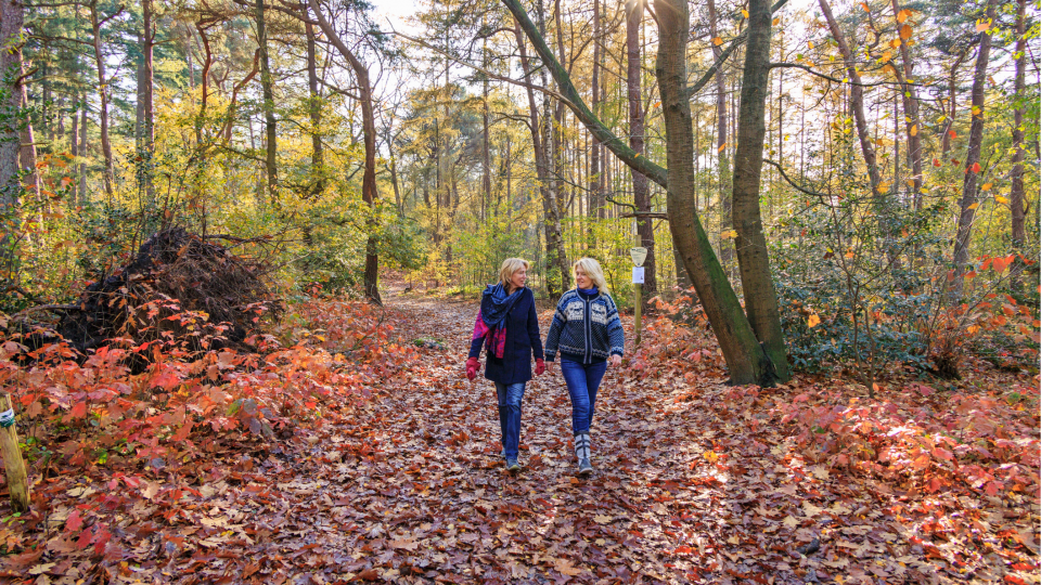 Wandelen door de bossen op de Veluwe tijdens de herfst. Foto: Jurjen Drenth