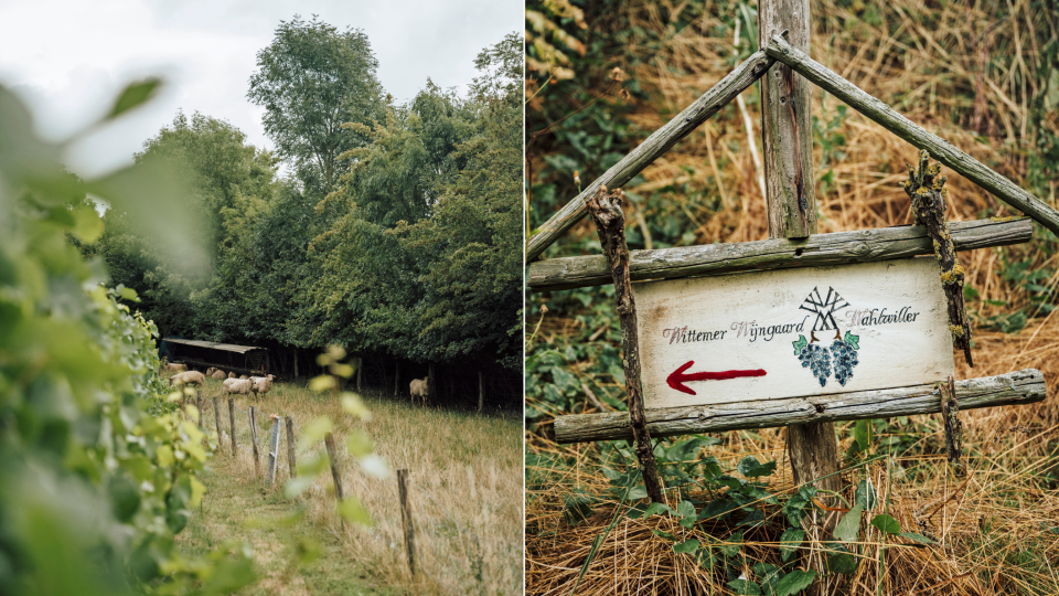 Wandel langs wijndomeinen in Zuid-Limburg. Foto's: Sabrina Gaudio