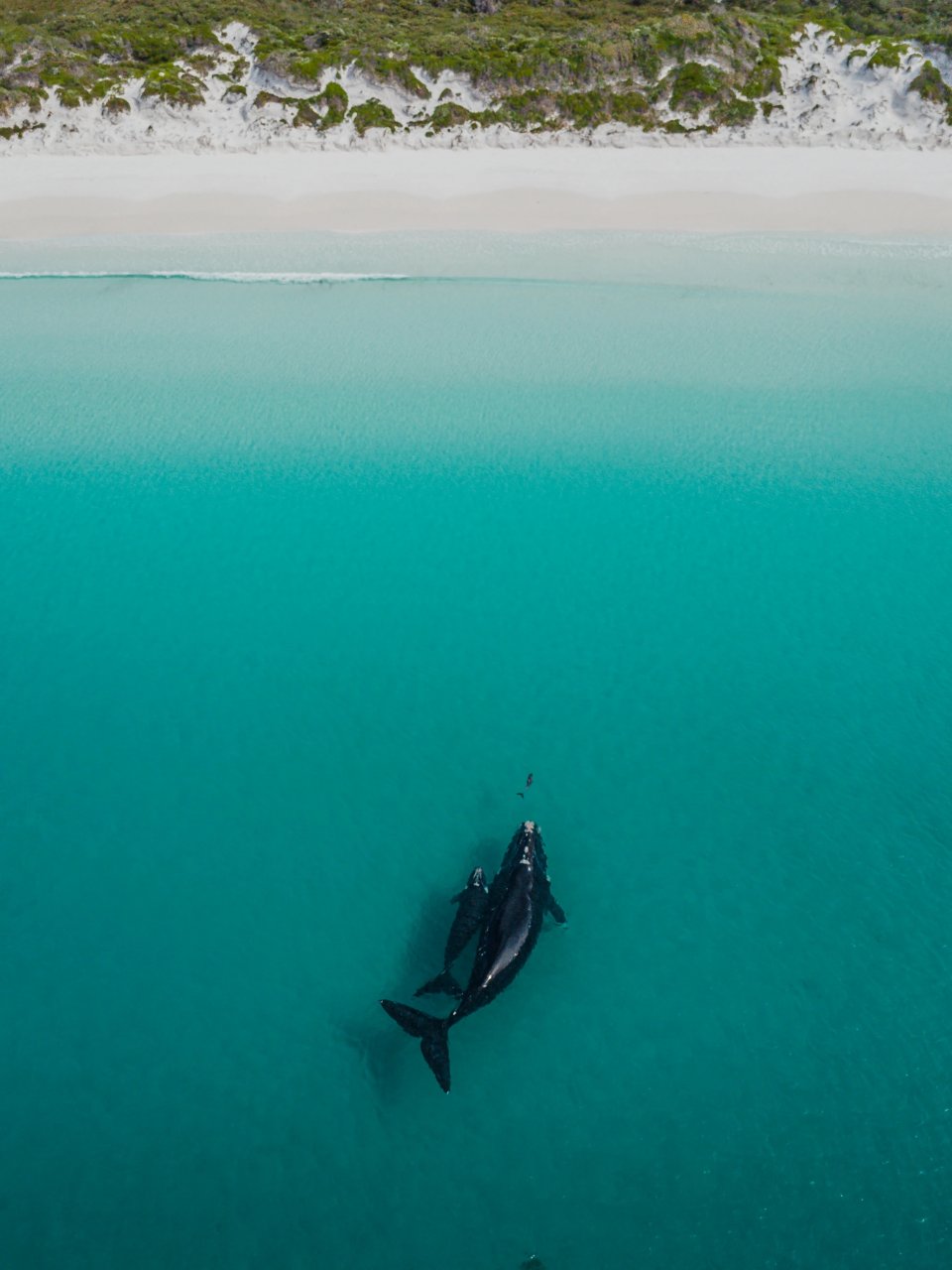 Runner up Dronefotowedstrijd 2024 categorie Buitenland: Esperance, Australië - door Joost Obbens