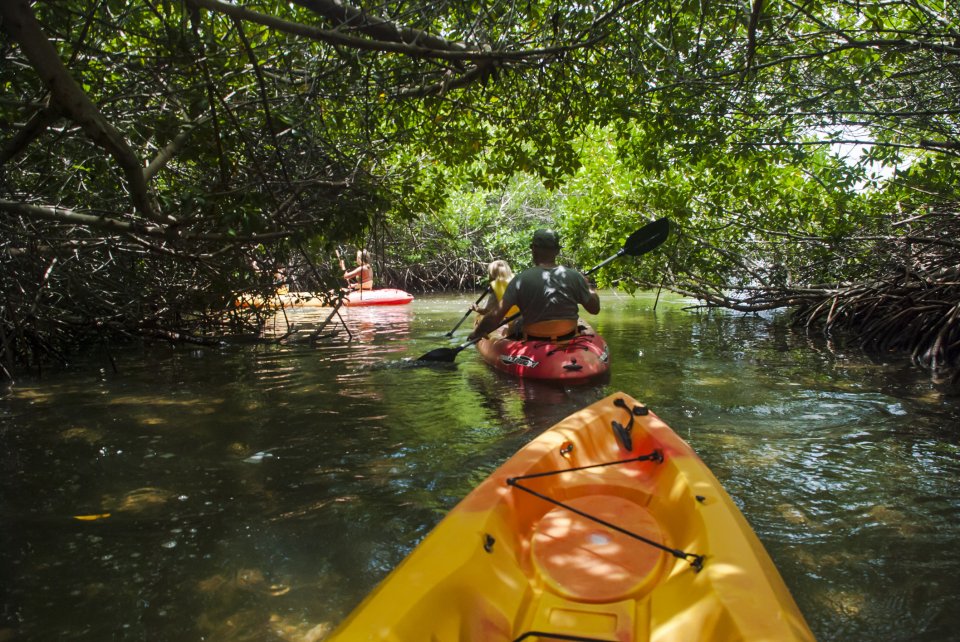 Ervaar Bonaire als een local: kajak door de mangroven van Lac Bai. Foto: Getty Images