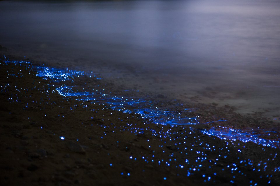 Ervaar Bonaire als een local: beleef een magische lichtshow onder water. Foto: Getty Images