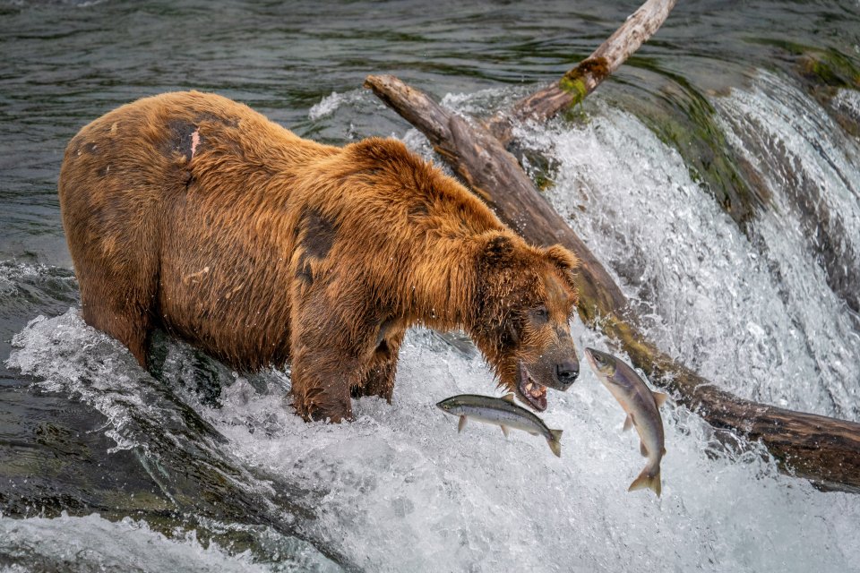 Zalmtrek in Katmai, Alaska. Foto: Jessi van Dijck