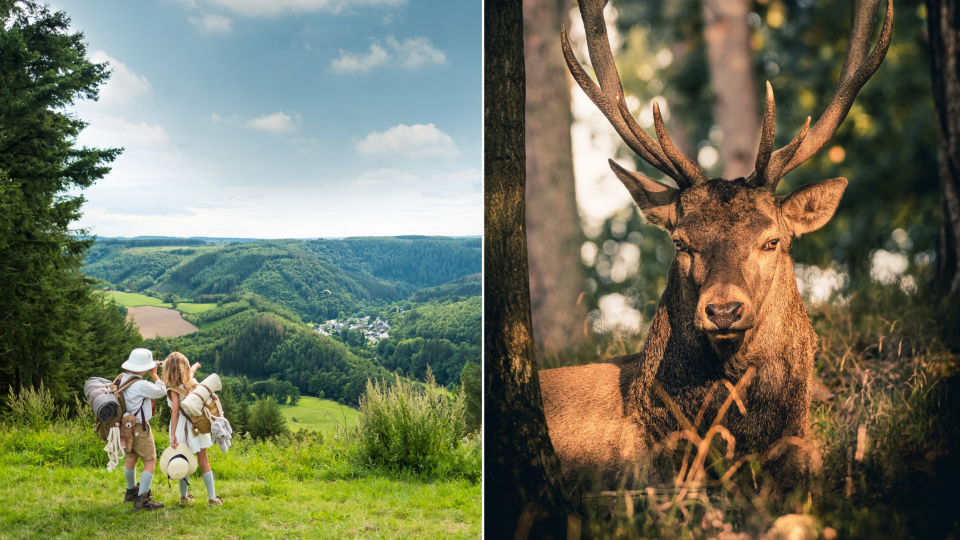 Vue sur Mabôge. Foto: Olivier Legardien | Wild in het woud van Saint Hubert. Foto: Les Globe Blogueurs