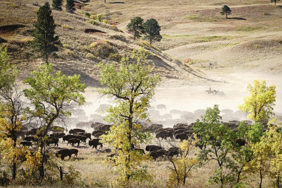 South Dakota Buffalo Roundup Custer State Park | Columbus Travel