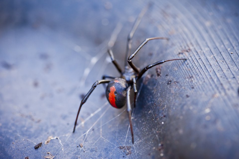 Roodrugspin (Latrodectus hasselti)