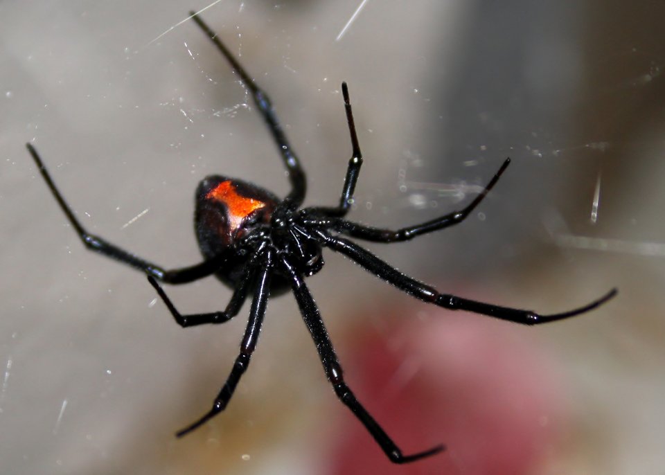 Oostelijke zwarte weduwe (Latrodectus mactans)