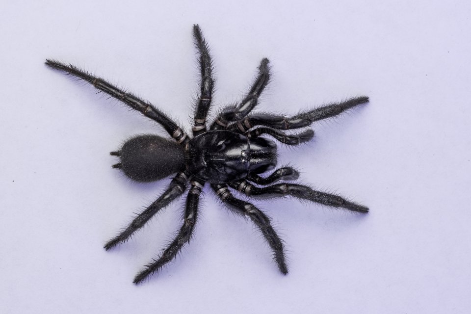 Australische tunnelwebspin (Atrax robustus)