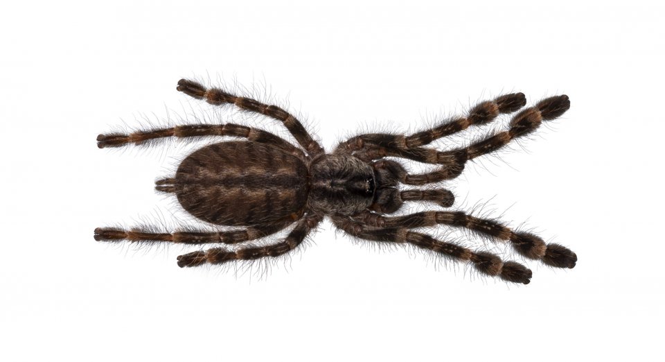 Indiase boomvogelspin (Poecilotheria regalis)