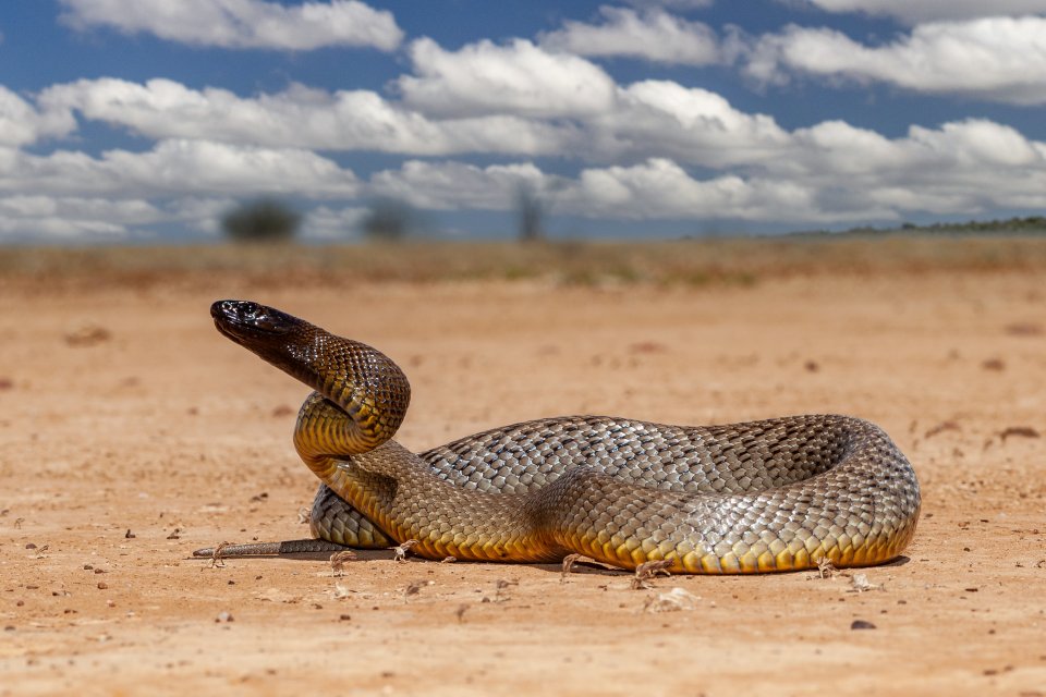 Inland Taipan (Oxyuranus microlepidotus) | Columbus Travel