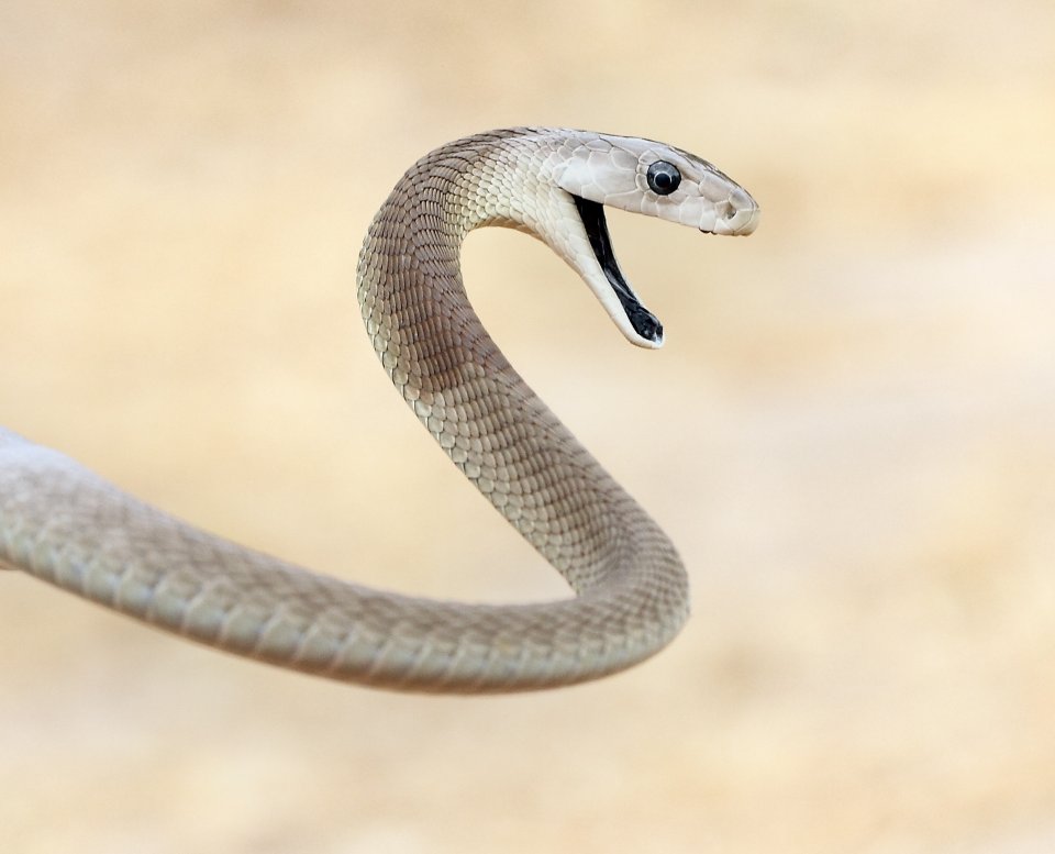 Zwarte mamba (Dendroaspis polylepis)