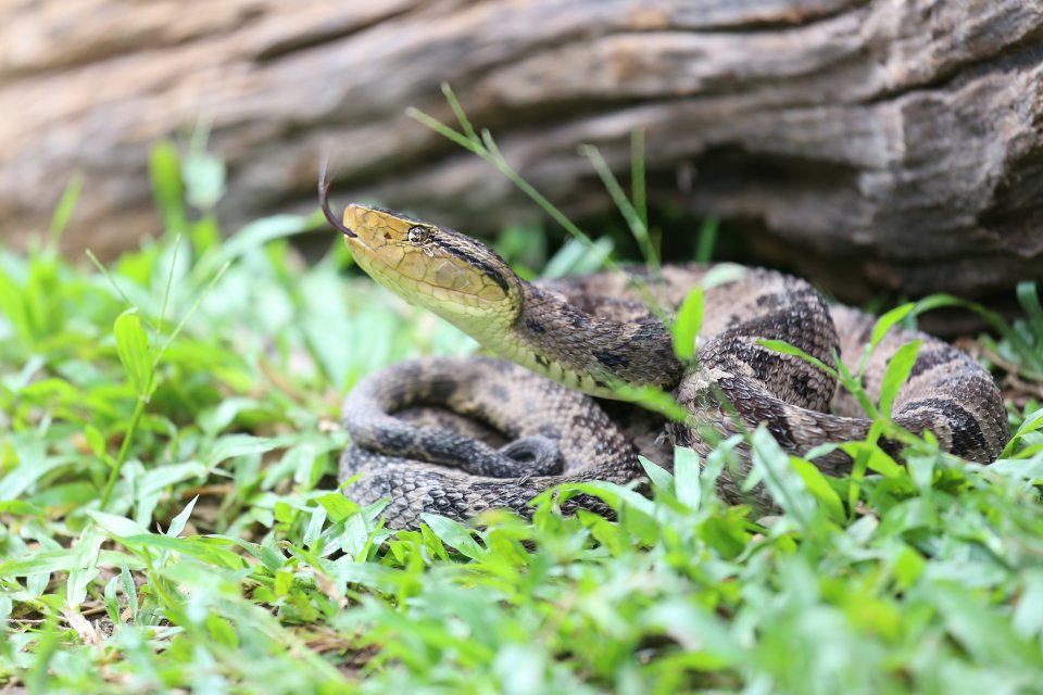 Bothrops asper 