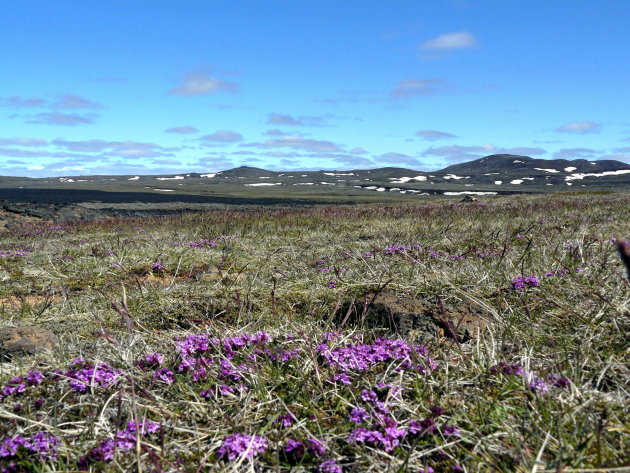 lavavelden bij myvatn