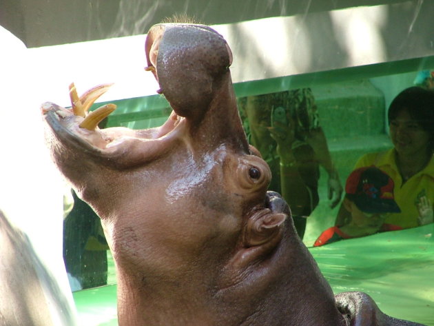 Hippo..oooooooooooo