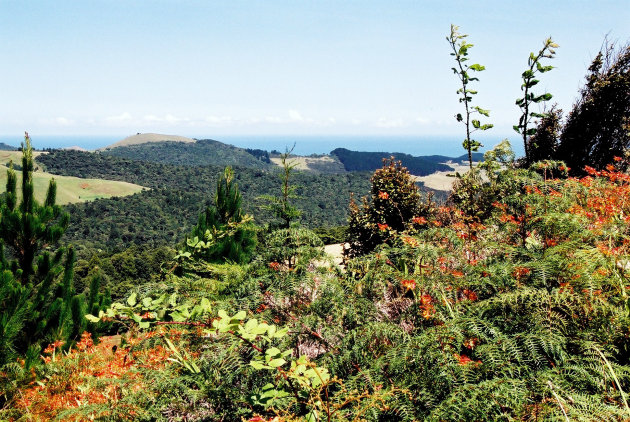 Paihia vergezicht